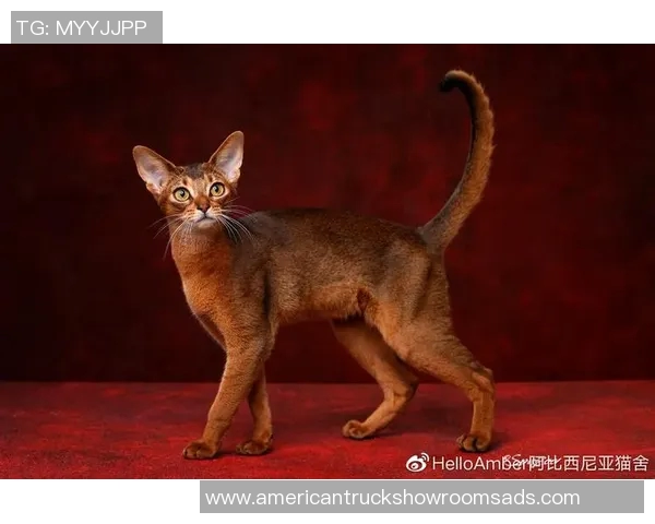 为爱猫取名灵感足球明星名字让你的猫咪闪耀球场风采